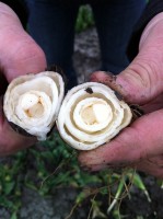 [Frost damage bulbs , IMG_0331.JPG]